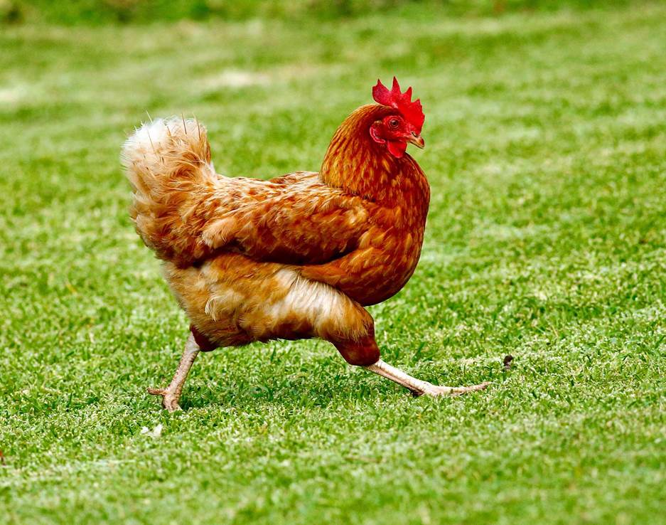 A chicken walking on grass

AI-generated content may be incorrect.
