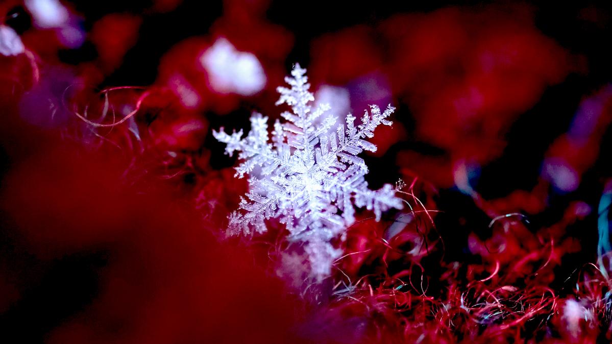A single white snowflake on a red and black mossy background