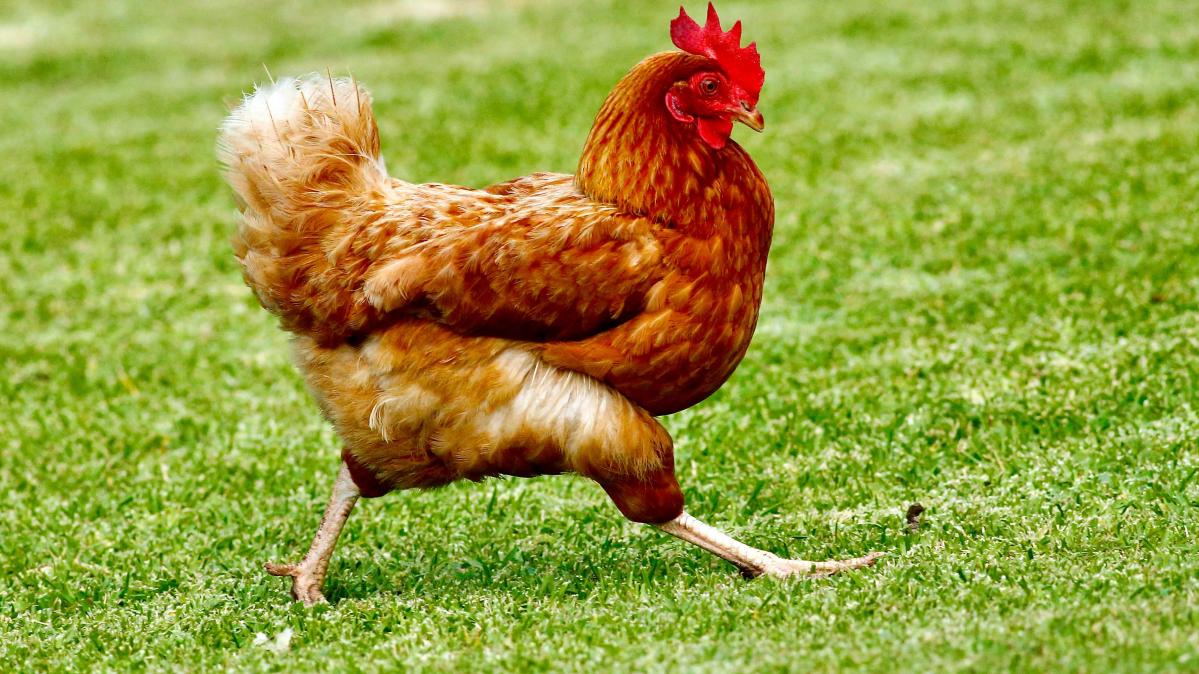 A rooster striding across green grass