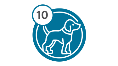 Bus Route 10 - Puppy Bus Route 10 - Puppy