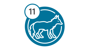 Bus Route 11 - Coyote Bus Route 11 - Coyote
