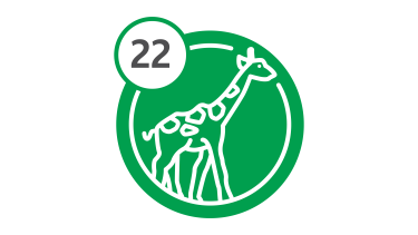 Bus Route 22 - Giraffe