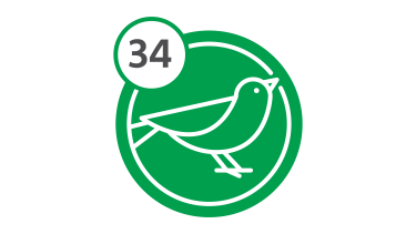 Bus Route 34 - Bird