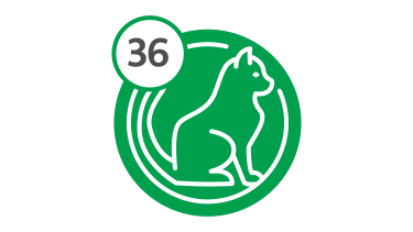 Bus Route 36 - Cat