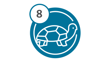 Bus Route 8 - Turtle