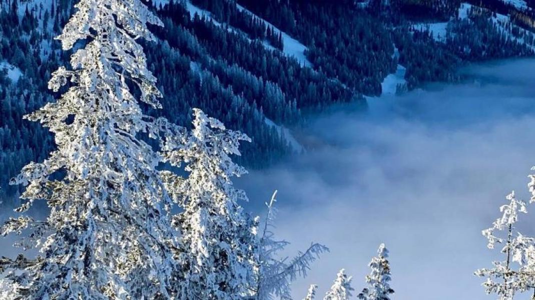 Snowy and sunny scene from above showing snow-covered tree in foreground and treed mountain with ski runs in the background, and cloudcover in the valley in the middleground