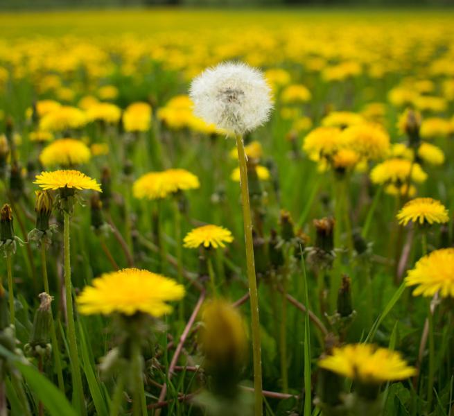 Field of dandelions in bloom with one taller dandelion in the middle that has gone to seed.