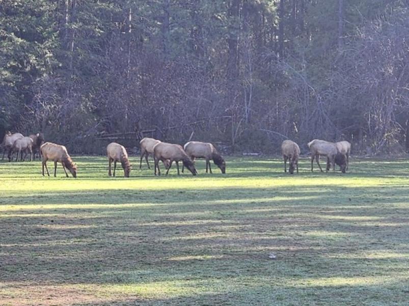Herd of elk graze on a school field with trees in background